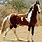 Paint Marwari Horse