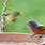 Painted Bunting Male and Female