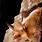 Pallid Cave Bat