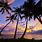 Palm Tree Sunset Wallpaper Desktop