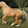 Palomino Morgan Horse