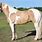 Palomino Paint Horse Breed