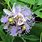Passion Bee Flower