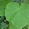 Paulownia Leaf