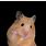 Peace Hamster Meme