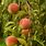 Peach Apple Plant