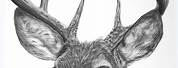 Pencil Drawings of Whitetail Deer Head