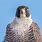 Peregrine Falcon Funny