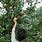 Person Picking an Apple From a Tree