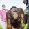 Pet Orangutan