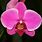 Phalaenopsis Orchid Flowers