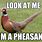 Pheasant Meme
