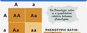 Phenotype Genetics