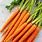 Pic of Carrot