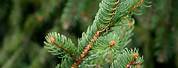 Picea Abies Norway Spruce Tree