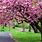 Picture of a Cherry Blossom Tree