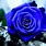 Pictures of Blue Roses