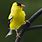 Pictures of Goldfinches