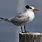 Pictures of Terns