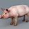 Pig 3D Model Free