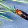 Pine Sawfly Adult