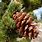 Pine Tree Species