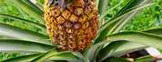 Pineapple Plant Photography