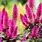 Pink Celosia