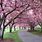 Pink Cherry Blossom Tree