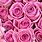 Pink Roses HD