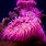 Pink Sea Anemone