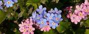 Pink and Blue Forget Me Nots