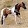 Pinto Arabian Horses
