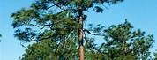 Pinus Palustris Longleaf Pine