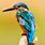 Pixabay Free Images Birds