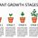 Plant Growth Table