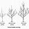 Plum Tree Pruning Diagram