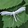 Plume Moth Caterpillar