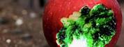 Poisoned Apple Fruit Photography
