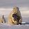 Polar Bear Catching Seal