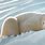 Polar Bear in Snow