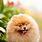 Pomeranian Background