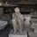 Pompeii Ash Statues