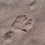 Porcupine Footprint