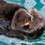 Pregnant Sea Otter