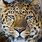 Pretty Amur Leopard