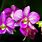Pretty Orchids