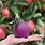 Purple Apple Fruit