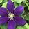 Purple Clematis Plants