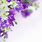 Purple Flower White Background